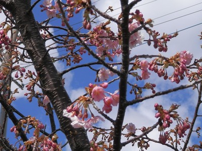 伊豆中央高校前の河津桜