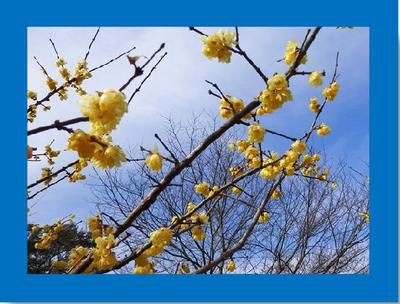 蝋梅の花見in北條寺