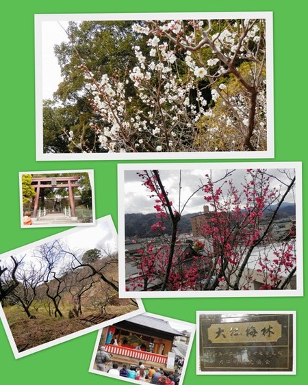 大仁梅まつり♪