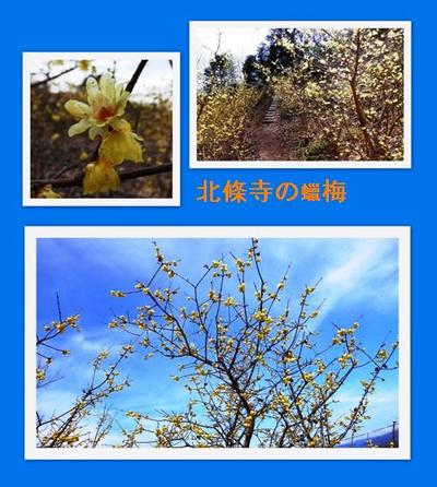 蝋梅の花見in北條寺