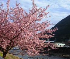 河津桜