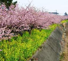 河津桜