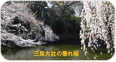 三島大社の枝垂れ桜