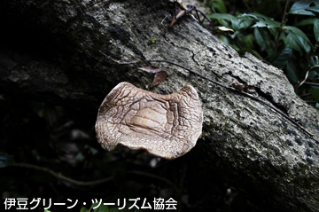 天然のシイタケ