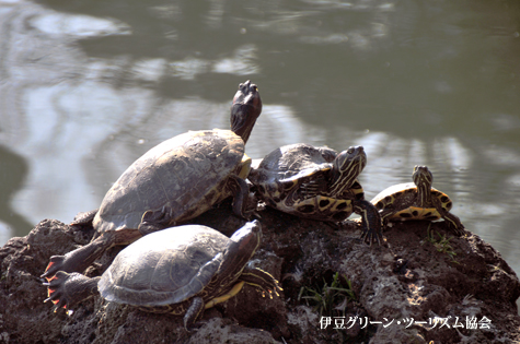 甲羅干し