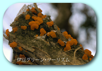 ヤナギノアカコウヤクタケ