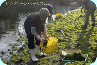 松崎町の那賀川で