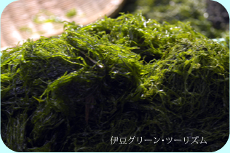 綺麗な緑色の川海苔