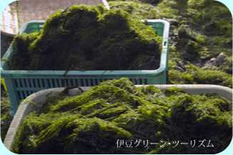 あっという間の収穫