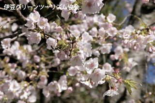 桜きれいですね