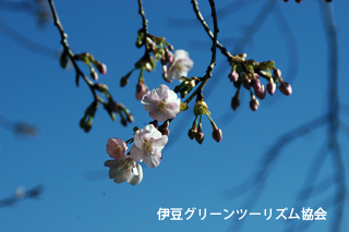 桜きれいですね