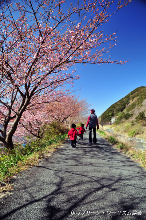 Sakura Walking.