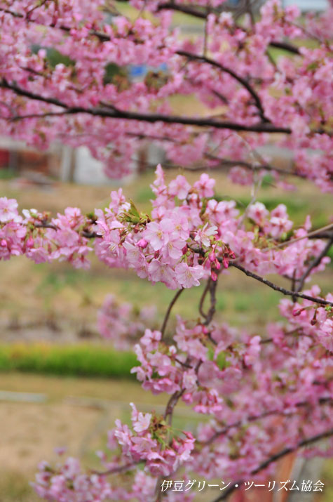 桜満開