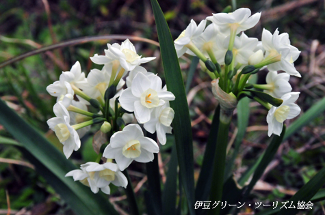水仙の花束