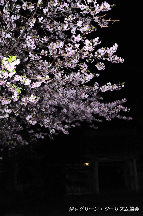城福寺の桜