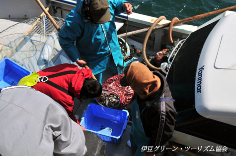 こうなご水揚げ