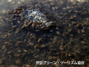 ゲッ!共食い・・弱肉強食です