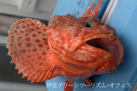 オニカサゴです