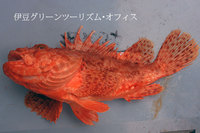 オニカサゴ
