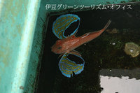 ホウボウ