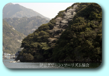 海の桜、安良里港