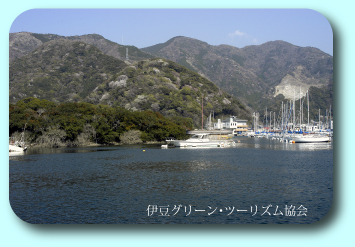 海の桜、安良里港