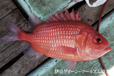 エビスダイ、赤くてデカイ