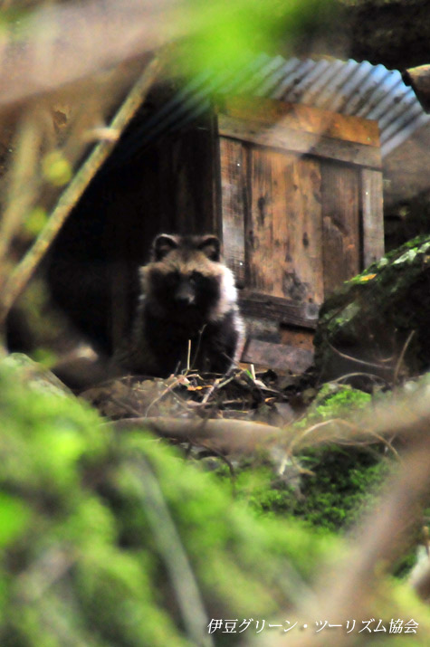 タヌキのお宿