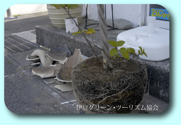西風!ハイビスカス鉢・・大破