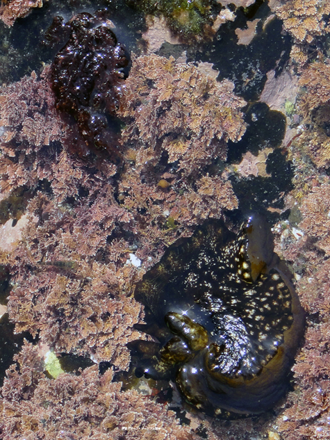 海ぞうめんとその親