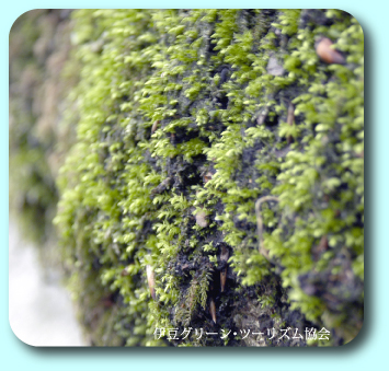 苔もはなやぐ春です