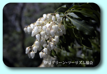 馬酔木の花