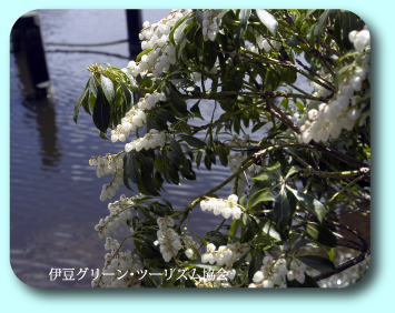 火口湖に映るアセビ