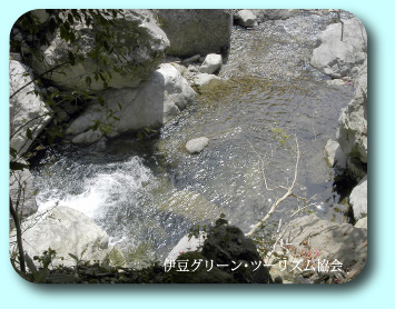 岩魚の棲む沢・・西伊豆