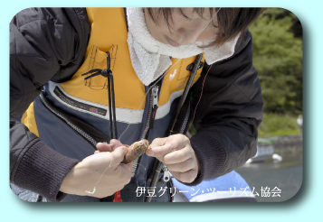 さぁ。針が外せないよ~