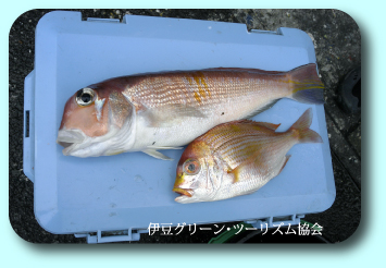 三苫ファミリー連日の漁師体験