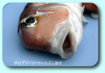 アマダイの顔