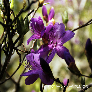 西伊豆山稜線はミツバツツジ満開