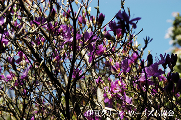 西伊豆山稜線はミツバツツジ満開