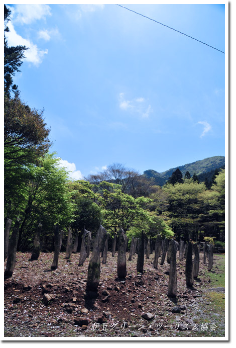ボランティア植樹