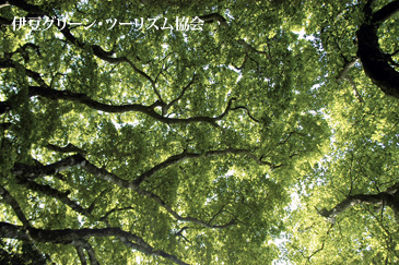 朝のブナ太郎