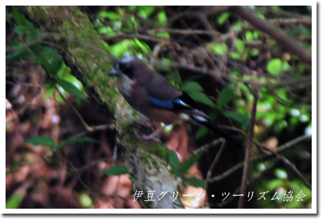 カケス