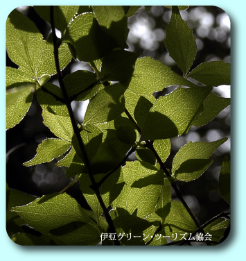 透ける葉脈が綺麗です
