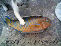 ムツがちょっかい出してます