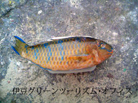 ヒブダイです