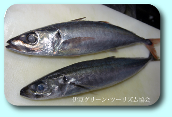 オアカムロアジ