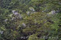 山藤の花が満開