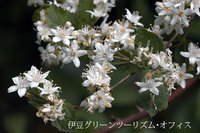 ウツギ