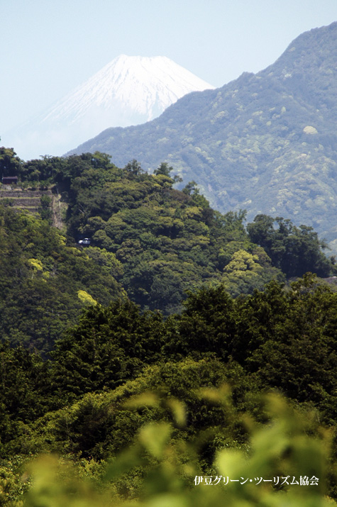 さくら葉畑と富士山