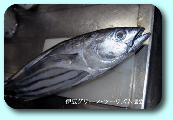 カツオ一本!